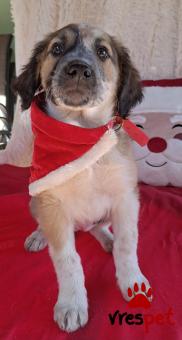 Ράτσα: Άγνωστο - Ημίαιμο | Ηλικία: 2,5 μηνών | Φύλο: Θηλυκό | Αρ. Microchip: 0 | Ημίαιμο | Περιοχή: Γλυφάδα, Αττική