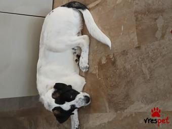 Ράτσα: Ελληνικός Ποιμενικός - Greek Shepherd | Ηλικία: 6 μηνών | Φύλο: Αρσενικό | Αρ. Microchip: 901001000457075 | Ιδιώτης | Εκπαιδευμένο | Περιοχή: Γαλάτσι, Αττική