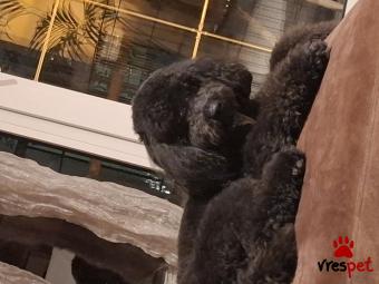 Ράτσα: Κανίς μίνι μαύρο - Canishe black | Ηλικία: 2 ετών | Φύλο: Αρσενικό | Αρ. Microchip: 993011200070919 | Ιδιώτης | Περιοχή: Θεσσαλονίκη