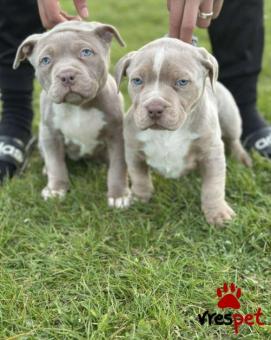 Ράτσα: Πίτ μπούλ - pitbull | Ηλικία: 3 μηνών | Φύλο: Αρσενικό | Αρ. Microchip: 5474454798466 | Ιδιώτης | Pedigree | Περιοχή: Αθήνα, Αττική