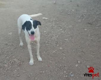 Ράτσα: Άλλη Ράτσα | Ηλικία: 4 ετών | Φύλο: Αρσενικό | Αρ. Microchip: microchip: 9781010828070 | Περιοχή: Αττική