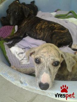 Ράτσα: Γκρέϊ χάουντ - Gray Hound | Ηλικία: 2,5 μηνών | Φύλο: Αρσενικό | Αρ. Microchip: 985113009870055 | Ιδιώτης | Εκπαιδευμένο | Pedigree | Περιοχή: Αθήνα, Αττική