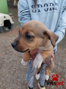 Ράτσα: Άλλη Ράτσα | Ηλικία: 2 μηνών | Φύλο: Θηλυκό | Αρ. Microchip: 96000036236952367 | Ημίαιμο | Περιοχή: Σαρωνικός, Αττική