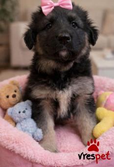 Ράτσα: Άγνωστο - Ημίαιμο | Ηλικία: 2 μηνών | Φύλο: Θηλυκό | Αρ. Microchip: 900182002099766 | Περιοχή: Νίκαια Άγιος Ιωάννης Ρέντης, Αττική