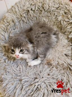 Ράτσα: Άγνωστο - Ημίαιμο | Ηλικία: 2 μηνών | Φύλο: Θηλυκό | Αρ. Microchip: 000000000000000000000 | Ημίαιμο | Περιοχή: Χαϊδάρι, Αττική