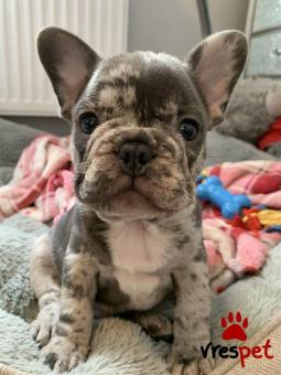Ράτσα: Γαλλικό Μπουλντόγκ - Bulldog | Ηλικία: 3 μηνών | Φύλο: Αρσενικό | Αρ. Microchip: 985113449734721 | Ιδιώτης | Εκπαιδευμένο | Pedigree | Περιοχή: Αθήνα, Αττική