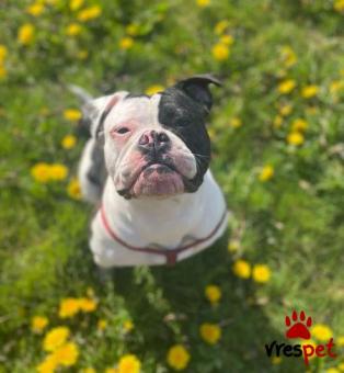 Ράτσα: Αγγλικό Μπουλντόγκ - English Bulldog | Ηλικία: 3 μηνών | Φύλο: Αρσενικό | Αρ. Microchip: 9745854690220 | Ιδιώτης | Εκπαιδευμένο | Pedigree | Περιοχή: Αττική