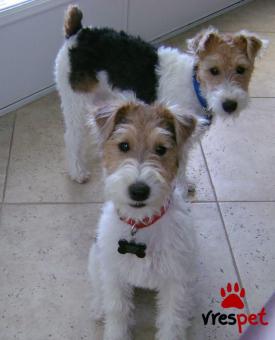 Ράτσα: Φοξ τεριέ - Fox terrier | Ηλικία: 2,5 μηνών | Φύλο: Αρσενικό | Αρ. Microchip: 900123456789123 | Ιδιώτης | Εκπαιδευμένο | Pedigree | Περιοχή: Αθήνα, Αττική