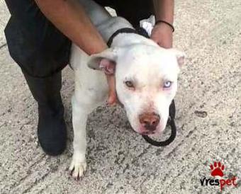 Ράτσα: Πίτ μπούλ - pitbull | Ηλικία: 1 έτους | Φύλο: Θηλυκό | Αρ. Microchip: 900132453126789 | Περιοχή: Χαϊδάρι, Αττική