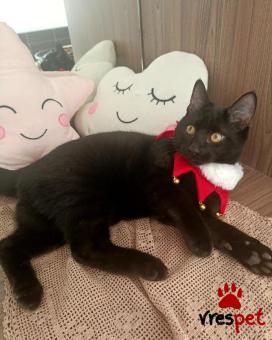 Ράτσα: Άγνωστο - Ημίαιμο | Ηλικία: 5 μηνών | Φύλο: Αρσενικό | Αρ. Microchip: 941000023035544 | Περιοχή: Νέα Ερυθραία, Αττική