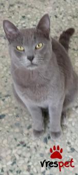 Ράτσα: Άγνωστο - Ημίαιμο | Ηλικία: 2 ετών | Φύλο: Θηλυκό | Αρ. Microchip: 000000000000000 | Περιοχή: Κόρινθος, Πελλοπόνησος