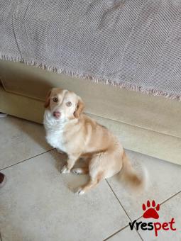 Ράτσα: Κοκόνι - Kokoni | Ηλικία: 8 μηνών | Φύλο: Θηλυκό | Αρ. Microchip: - | Ημίαιμο | Περιοχή: Θεσσαλονίκη, Θεσσαλονίκη