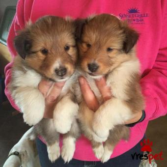 Ράτσα: Κόλι - Collie | Ηλικία: 3 μηνών | Φύλο: Αρσενικό | Αρ. Microchip: 985114567870055 | Ιδιώτης | Εκπαιδευμένο | Pedigree | Περιοχή: Αθήνα, Αττική