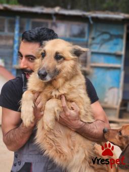 Ράτσα: Άγνωστο - Ημίαιμο | Ηλικία: 5+ | Φύλο: Θηλυκό | Αρ. Microchip: - | Περιοχή: Νέα Σμύρνη, Αττική