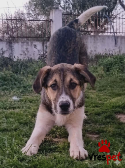 Ράτσα: Άγνωστο - Ημίαιμο | Ηλικία: 6 μηνών | Φύλο: Αρσενικό | Αρ. Microchip: - | Περιοχή: Κιλκίς, Μακεδονία