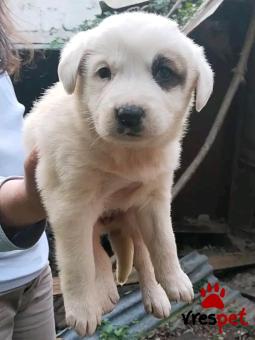 Ράτσα: Άγνωστο - Ημίαιμο | Ηλικία: 2 μηνών | Φύλο: Θηλυκό | Αρ. Microchip: - | Περιοχή: Κιλκίς, Μακεδονία