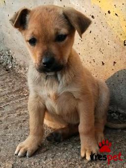 Ράτσα: Άλλη Ράτσα | Ηλικία: 2 μηνών | Φύλο: Θηλυκό | Αρ. Microchip: - | Περιοχή: Κιλκίς, Μακεδονία