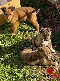 Ράτσα: Άγνωστο - Ημίαιμο | Ηλικία: 2 μηνών | Φύλο: Αρσενικό | Αρ. Microchip: - | Περιοχή: Κιλκίς, Μακεδονία