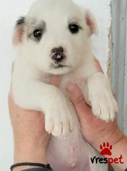 Ράτσα: Άγνωστο - Ημίαιμο | Ηλικία: 2 μηνών | Φύλο: Αρσενικό | Αρ. Microchip: - | Περιοχή: Κιλκίς, Μακεδονία