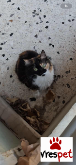 Ράτσα: Άγνωστο - Ημίαιμο | Ηλικία: 3 ετών | Φύλο: Αρσενικό | Αρ. Microchip: - | Περιοχή: Καλλιθέα, Αττική