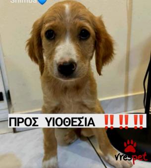 Ράτσα: Άγνωστο - Ημίαιμο | Ηλικία: 4 μηνών | Φύλο: Αρσενικό | Αρ. Microchip: 000000000000000000000 | Ημίαιμο | Περιοχή: Χαϊδάρι, Αττική