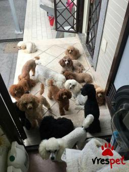 Ράτσα: Κανίς Λευκό - Canishe White | Ηλικία: 2,5 μηνών | Φύλο: Αρσενικό | Αρ. Microchip: 985113009870055 | Ιδιώτης | Εκπαιδευμένο | Pedigree | Περιοχή: Αθήνα, Αττική