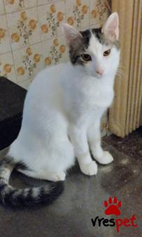 Ράτσα: Άγνωστο - Ημίαιμο | Ηλικία: 6 μηνών | Φύλο: Αρσενικό | Αρ. Microchip: 000000000000000000000 | Ημίαιμο | Περιοχή: Χαϊδάρι, Αττική