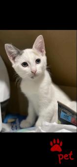 Ράτσα: Άγνωστο - Ημίαιμο | Ηλικία: 5 μηνών | Φύλο: Θηλυκό | Αρ. Microchip: 0000000000 | Περιοχή: Γέρακας, Αττική