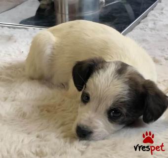 Ράτσα: Κοκόνι - Kokoni | Ηλικία: 3 μηνών | Φύλο: Θηλυκό | Αρ. Microchip: 0 | Ημίαιμο | Περιοχή: Γλυφάδα, Αττική