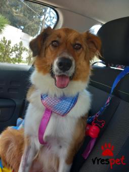 Ράτσα: Άγνωστο - Ημίαιμο | Ηλικία: 2 ετών | Φύλο: Θηλυκό | Αρ. Microchip: 900182002099628 | Περιοχή: Νίκαια Άγιος Ιωάννης Ρέντης, Αττική