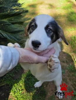 Ράτσα: Άγνωστο - Ημίαιμο | Ηλικία: 2,5 μηνών | Φύλο: Θηλυκό | Αρ. Microchip: 0 | Ημίαιμο | Περιοχή: Γλυφάδα, Αττική