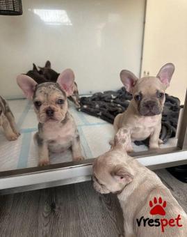 Ράτσα: Γαλλικό Μπουλντόγκ - Bulldog | Ηλικία: 3 μηνών | Φύλο: Θηλυκό | Αρ. Microchip: 978101272345678 | Ιδιώτης | Εκπαιδευμένο | Pedigree | Περιοχή: Αθήνα, Αττική