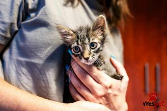 Ράτσα: Άγνωστο - Ημίαιμο | Ηλικία: 2,5 μηνών | Φύλο: Θηλυκό | Αρ. Microchip: - | Περιοχή: Νέα Σμύρνη, Αττική