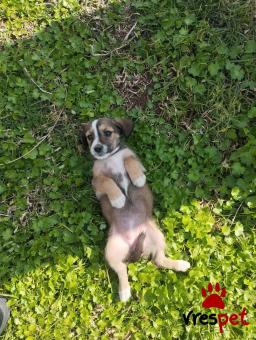 Ράτσα: Άγνωστο - Ημίαιμο | Ηλικία: 2 μηνών | Φύλο: Θηλυκό | Αρ. Microchip: 999999999999999 | Περιοχή: Αττική