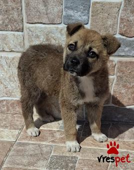 Ράτσα: Βελγικός Ποιμενικός Μαλινουά - Belgian Malinois | Ηλικία: 2 μηνών | Φύλο: Θηλυκό | Αρ. Microchip: 0 | Ημίαιμο | Περιοχή: Γλυφάδα, Αττική