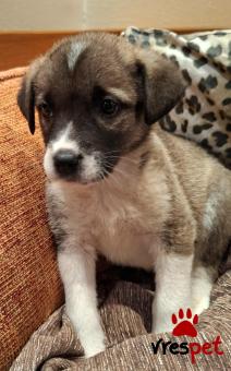 Ράτσα: Άγνωστο - Ημίαιμο | Ηλικία: 2 μηνών | Φύλο: Θηλυκό | Αρ. Microchip: 0 | Ημίαιμο | Περιοχή: Γλυφάδα, Αττική