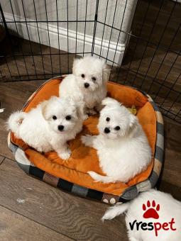 Ράτσα: Μαλτέζ - Maltese | Ηλικία: 2,5 μηνών | Φύλο: Αρσενικό | Αρ. Microchip: 978101082345677 | Ιδιώτης | Εκπαιδευμένο | Pedigree | Περιοχή: Αθήνα, Αττική