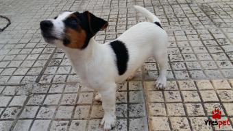 Ράτσα: Τζακ Ράσελ Τεριέ - Jack Russell Terrier | Ηλικία: 4 μηνών | Φύλο: Αρσενικό | Αρ. Microchip: 0 | Περιοχή: Κορδελιό Εύοσμος, Θεσσαλονίκη