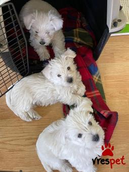 Ράτσα: Άσπρος Χάϊλαντς τεριέ - White W.Highlands ter | Ηλικία: 3 μηνών | Φύλο: Αρσενικό | Αρ. Microchip: 985149929825630 | Ιδιώτης | Εκπαιδευμένο | Pedigree | Περιοχή: Αθήνα, Αττική