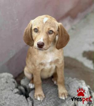 Ράτσα: Άγνωστο - Ημίαιμο | Ηλικία: 4 μηνών | Φύλο: Θηλυκό | Αρ. Microchip: 000000000000008 | Περιοχή: Καλύβια Θορικού, Αττική