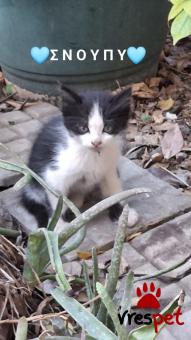 Ράτσα: Άγνωστο - Ημίαιμο | Ηλικία: 2 μηνών | Φύλο: Αρσενικό | Αρ. Microchip: 000000000000000000000 | Ημίαιμο | Περιοχή: Χαϊδάρι, Αττική