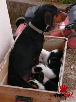 Ράτσα: Άγνωστο - Ημίαιμο | Ηλικία: 2 μηνών | Φύλο: Αρσενικό | Αρ. Microchip: - | Περιοχή: Κιλκίς, Μακεδονία