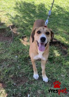 Ράτσα: Λαμπραντόρ - Labrador | Ηλικία: 1 έτους | Φύλο: Θηλυκό | Αρ. Microchip: 2567819901 | Περιοχή: Αγιά Παρασκευή, Αττική