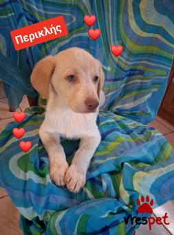 Ράτσα: Λαμπραντόρ - Labrador | Ηλικία: 3 μηνών | Φύλο: Αρσενικό | Αρ. Microchip: 9400034569584 | Ημίαιμο | Περιοχή: Λαυρεωτική, Αττική