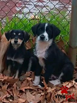 Ράτσα: Άγνωστο - Ημίαιμο | Ηλικία: 3 μηνών | Φύλο: Θηλυκό | Αρ. Microchip: - | Περιοχή: Κιλκίς, Μακεδονία