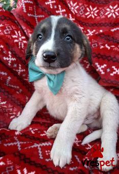 Ράτσα: Άγνωστο - Ημίαιμο | Ηλικία: 2 μηνών | Φύλο: Αρσενικό | Αρ. Microchip: 0 | Ημίαιμο | Περιοχή: Γλυφάδα, Αττική