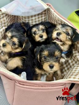 Ράτσα: Γιόρκσάϊρ τεριέ - Yorkshire Terrier | Ηλικία: 2 μηνών | Φύλο: Αρσενικό | Αρ. Microchip: 983467828 | Ιδιώτης | Περιοχή: Μοσχάτο, Αττική
