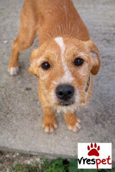 Ράτσα: Άγνωστο - Ημίαιμο | Ηλικία: 4 μηνών | Φύλο: Αρσενικό | Αρ. Microchip: 992000004217481 | Περιοχή: Σαντορίνη, Κυκλάδες