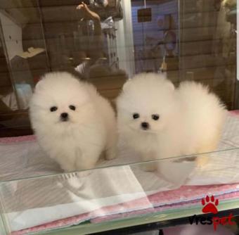 Ράτσα: Πομεράνιαν - Pomeranian | Ηλικία: 3 μηνών | Φύλο: Αρσενικό | Αρ. Microchip: 000000000000004 | Ιδιώτης | Εκπαιδευμένο | Pedigree | 