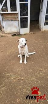 Ράτσα: Άγνωστο - Ημίαιμο | Ηλικία: 5+ | Φύλο: Θηλυκό | Αρ. Microchip: . | Περιοχή: Νέα Σμύρνη, Αττική